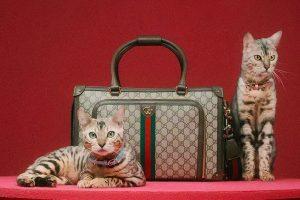 pet marketin in china luxury bags for pet