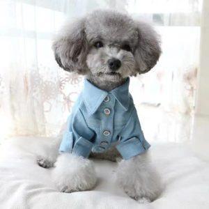 pet market in china dog fashion